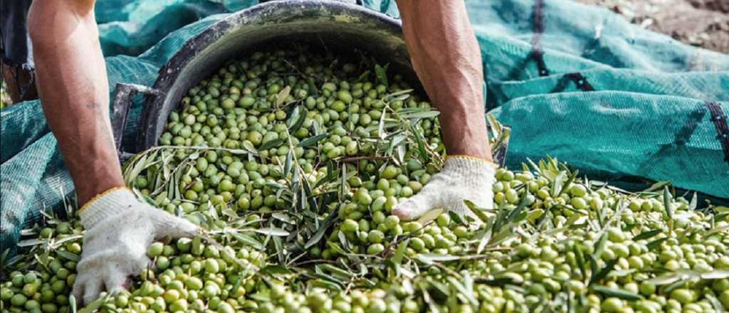Mendoza impulsa un Cl&uacute;ster Oliv&iacute;cola para potenciar el sector