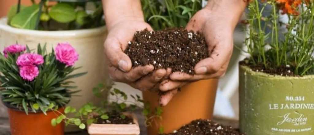 Qu&eacute; es la "perlita" y c&oacute;mo ayuda a que tus plantas no mueran