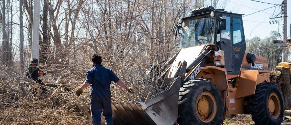 As&iacute; contin&uacute;an los trabajos de arbolado en Godoy Cruz