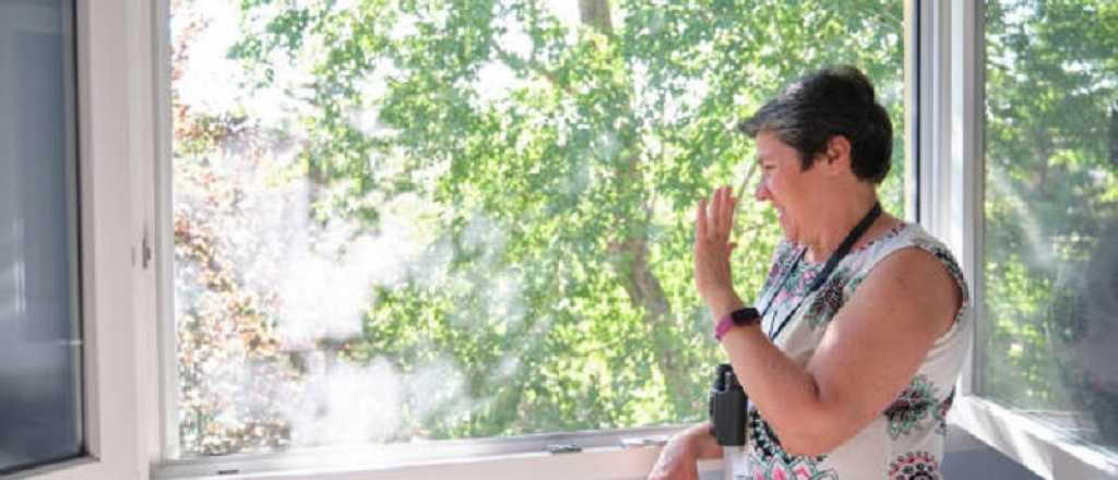 Si tenés un vecino chusma, estos son los arbustos que necesitas