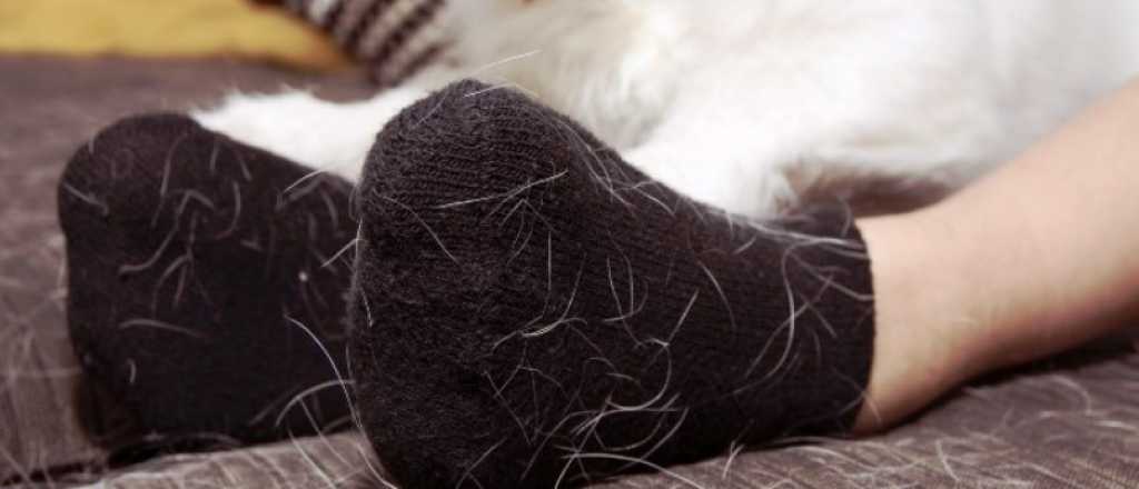 Cómo quitar el pelo de tus mascotas de la ropa