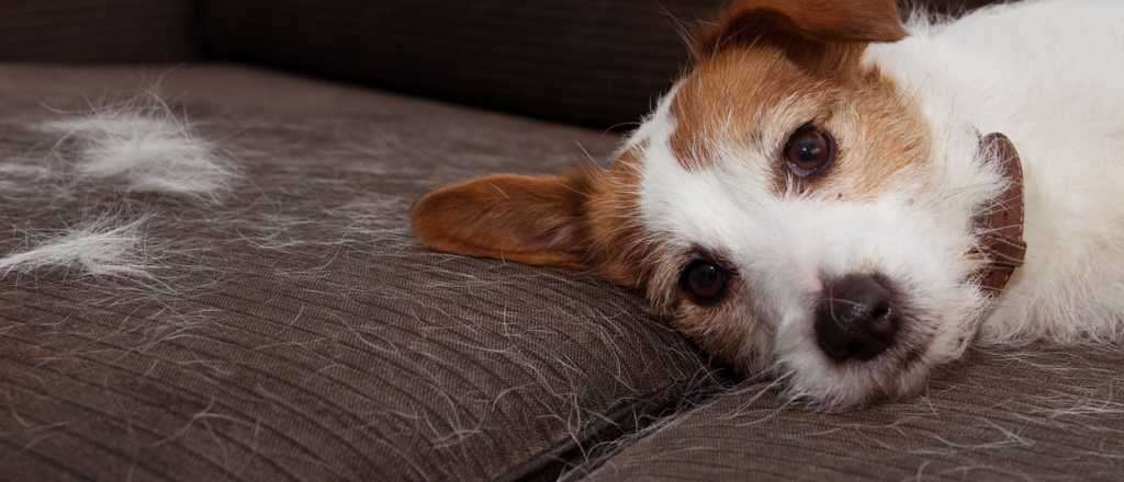 Trucos para limpiar cualquier mancha si ten&eacute;s sof&aacute; de tela