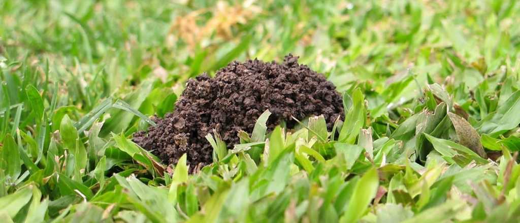 Grillo topo, el peor enemigo del c&eacute;sped: c&oacute;mo controlarlo