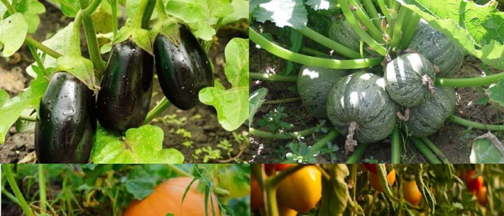 &iquest;C&oacute;mo cultivar tu propia huerta?