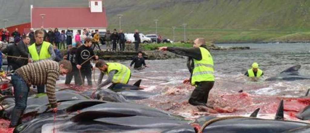 Matanza récord de delfines en las islas Feroe causa indignación