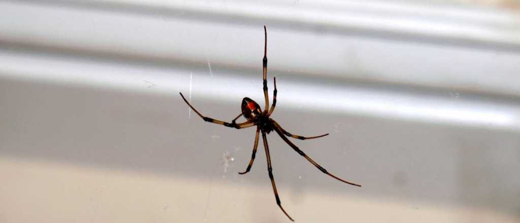 Así podes evitar que las arañas se acerquen a tu hogar 