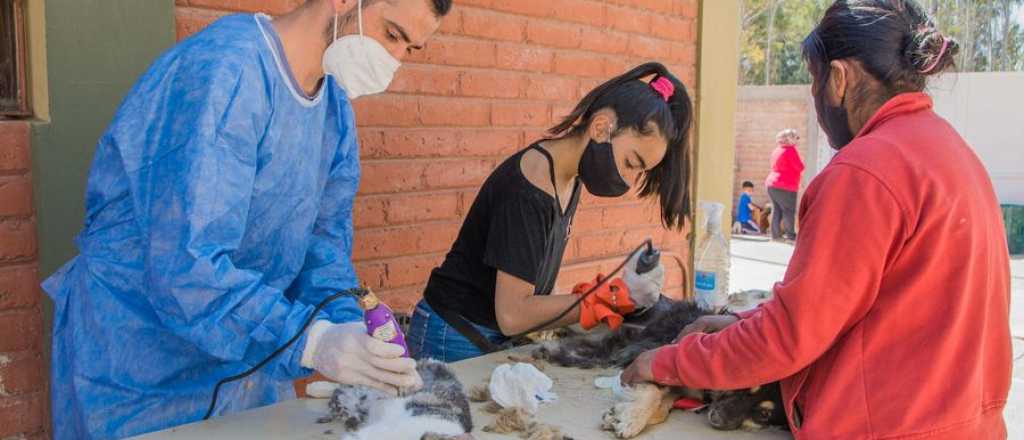 San Martín continúa con el operativo de castración de animales