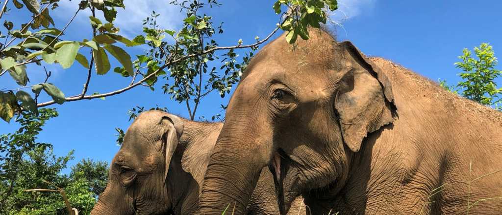 La Justicia falló a favor del traslado de cuatro elefantes del Ecoparque