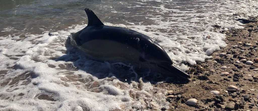 Aparecieron 16 delfines muertos en una playa de Río Negro