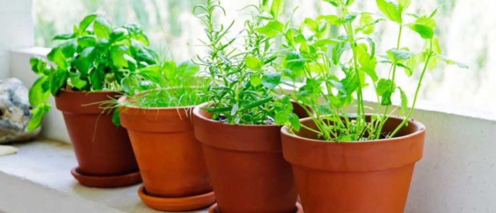 Huerta en casa: 4 arom&aacute;ticas para sumar en primavera