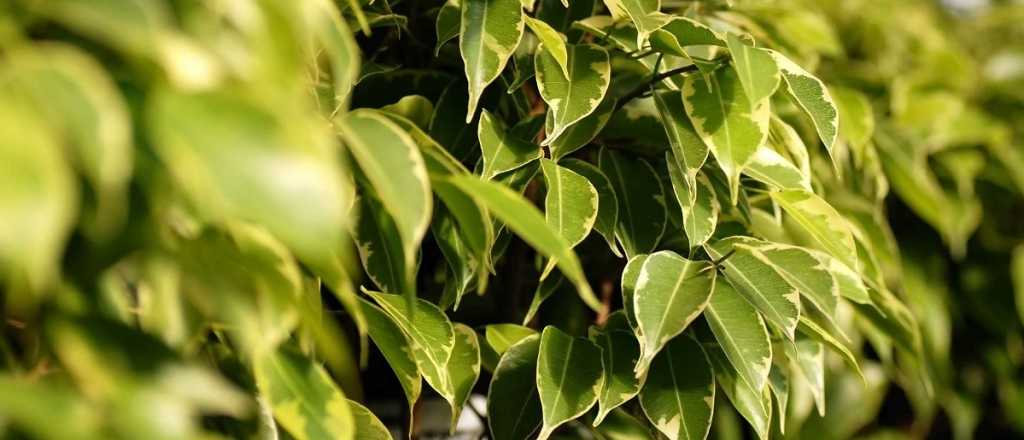 Qu&eacute; le pasa a tu ficus que se deshoja en primavera