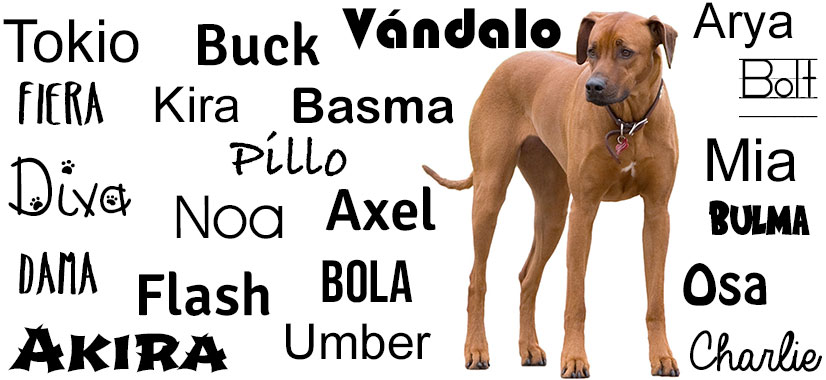 Max y Luna entre los nombres de perros populares del - Mendoza Post