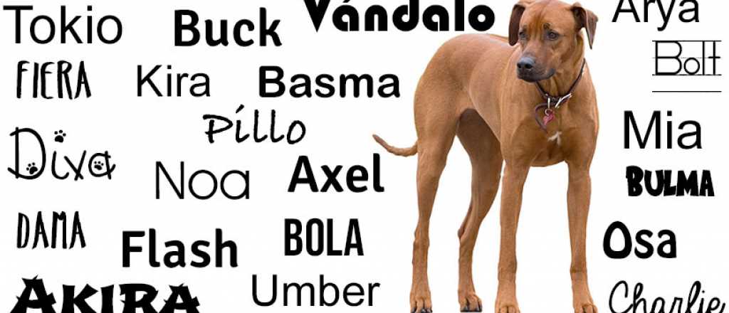 Max y Luna entre los nombres de perros más populares del mundo