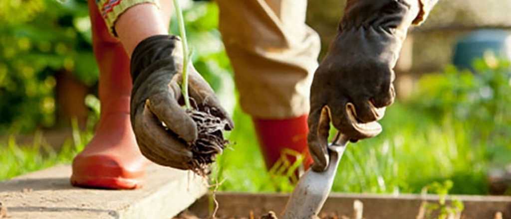Plantas y flores: los consejos para que tengas el espacio m&aacute;s bonito