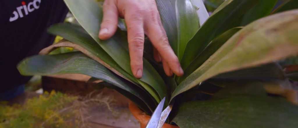 Las 5 razones por las que se secan las puntas de las hojas de tus plantas