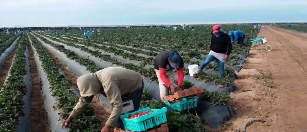 Mendoza Activa 4 destinará más de $4.500 millones en reintegros para el agro