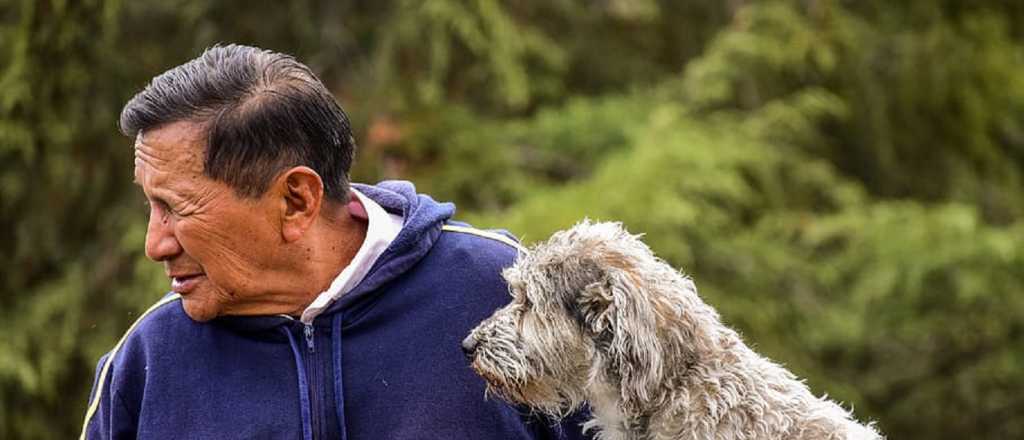 Cómo cuidar la salud de los perros mayores