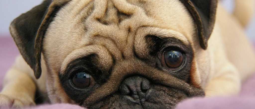 Así es el stress del perro producido por petardos