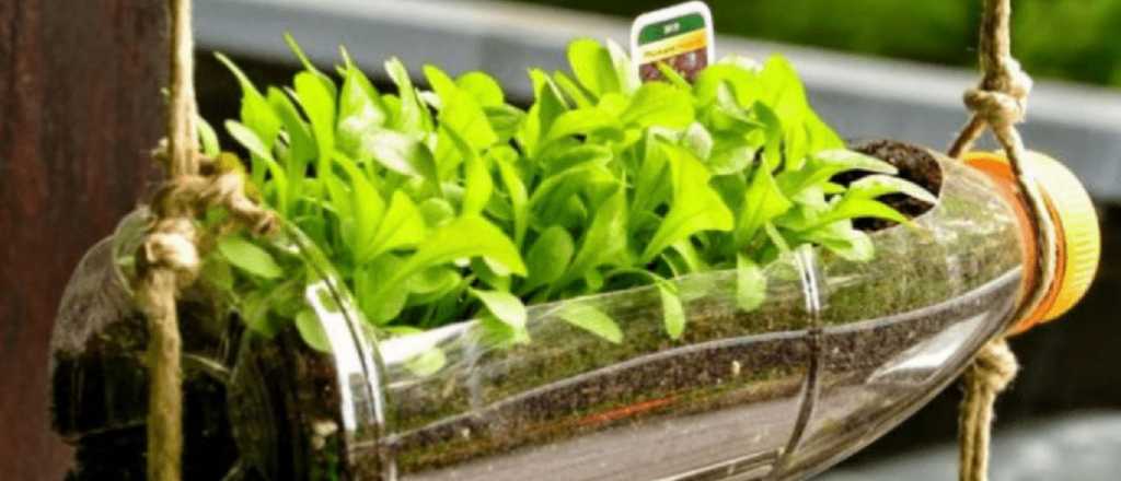 Así podés armar una huerta con botellas en tu casa