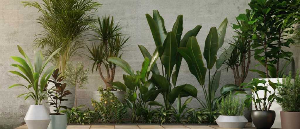 Estas son las plantas "mágicas" que te ayudarán a cuidar tu casa