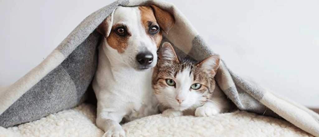 Perros y gatos: ¿cuáles son más inteligentes?