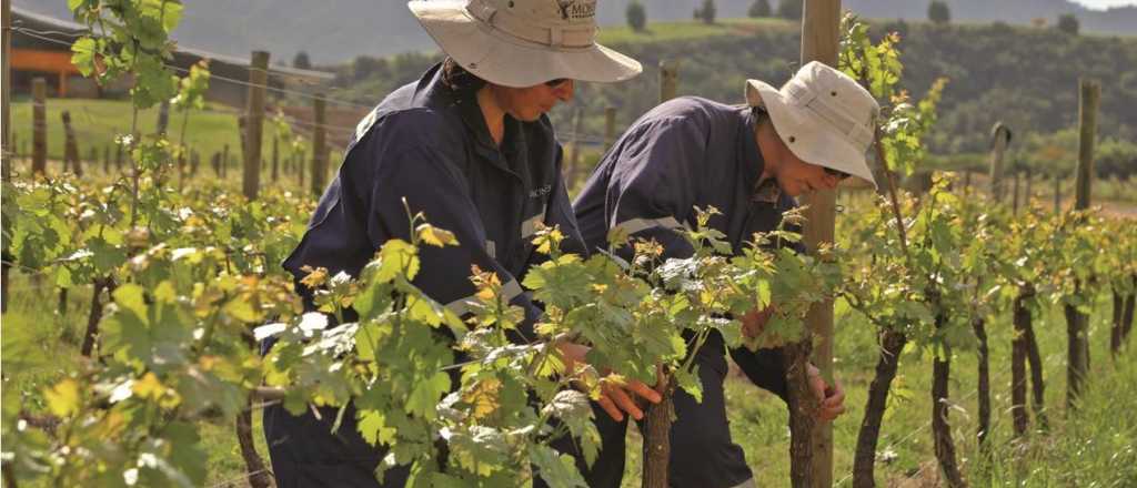 Contratistas de viñas y frutales de Mendoza pedirán un 40% de aumento