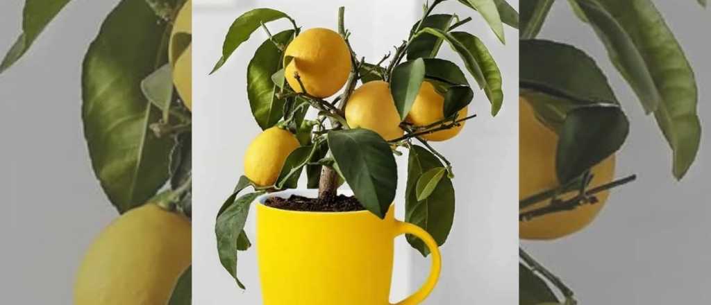&iquest;C&oacute;mo plantar limones en una taza para perfumar un espacio?