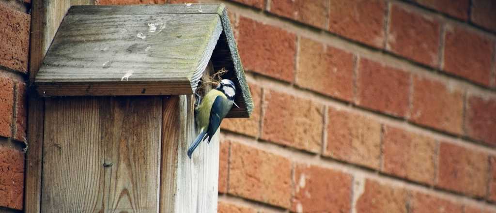 Cómo construir una casita de madera para atraer pájaros en tu jardín