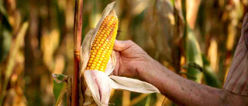 El Gobierno limitó la exportación de maíz hasta fin de año