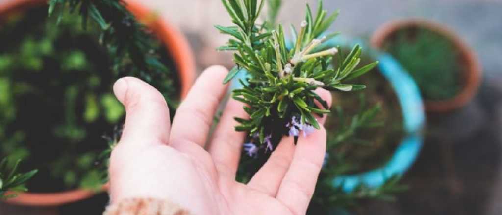Tips para tener una planta de romero en tu jardín