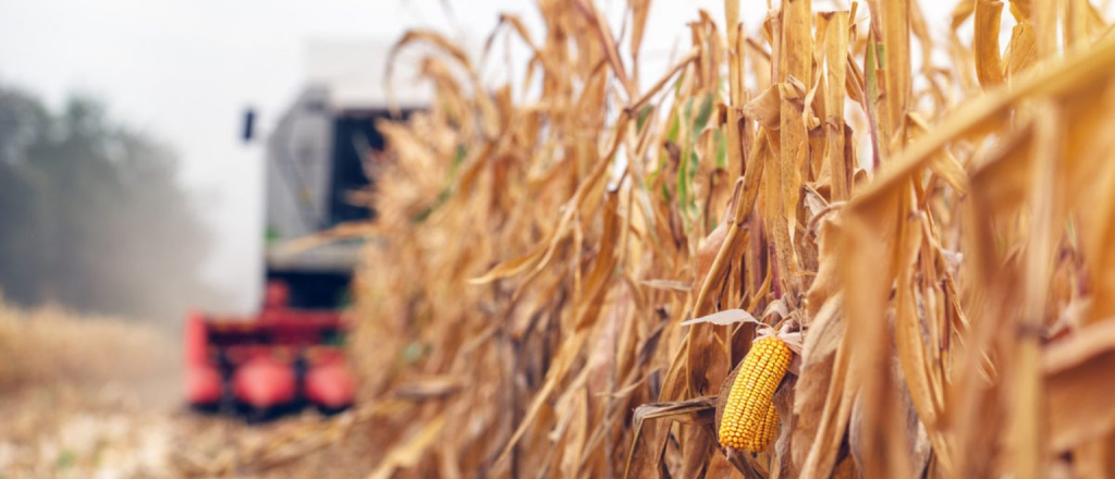 Exportaciones de maíz: prevén pérdidas por U$D 1.100 millones al año