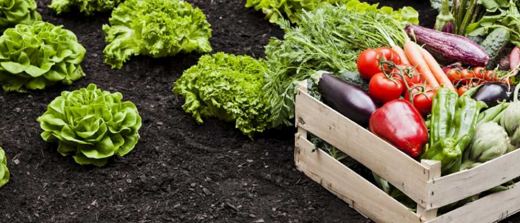 Frutas y verduras: ¿qué puedo sembrar en octubre?  