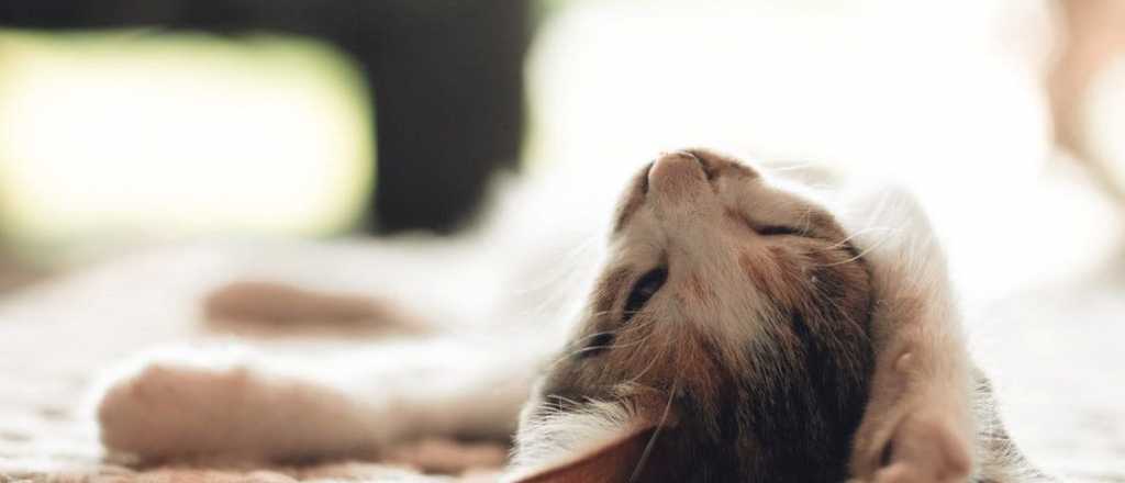 Cómo estimular los sentidos de tu gato para que sea más feliz