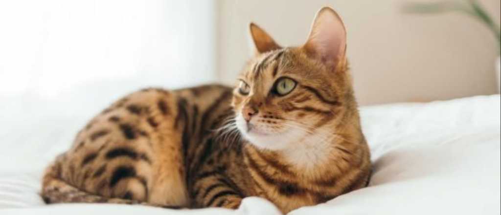 Estas se&ntilde;ales indican que tu gato est&aacute; enfermo