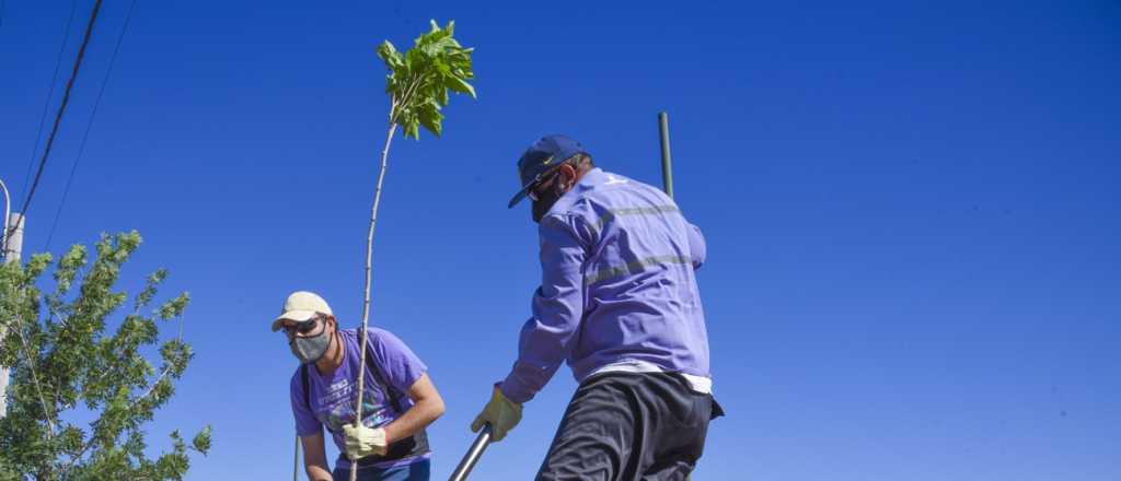 Sergio Carrieri: "Cada &aacute;rbol necesita 600 litros de agua por d&iacute;a para estar bien"