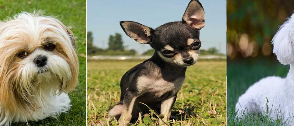 &iquest;Cu&aacute;les son las mejores razas de perros para los jubilados?