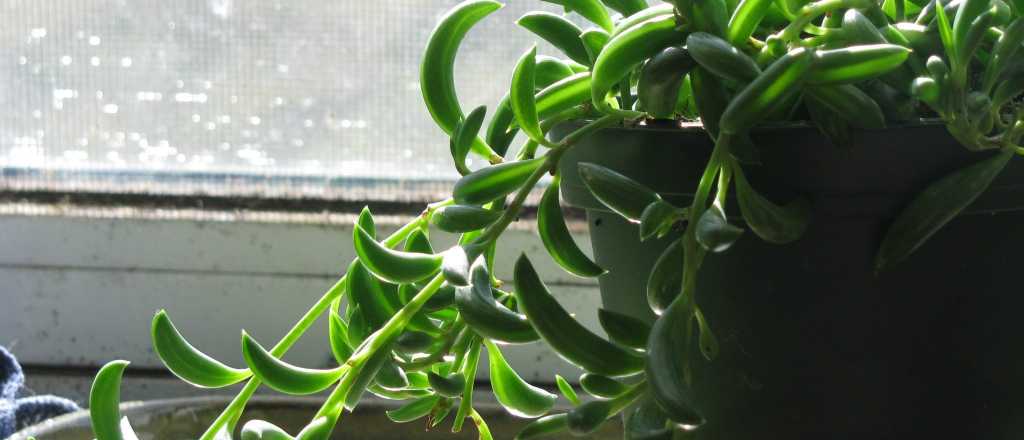 Estos son los lugares donde debes colocar tus plantas y tener éxito