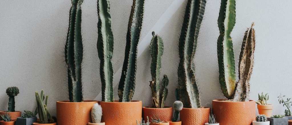 Qu&eacute; significa regalar un cactus