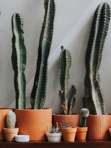 relajado Bastante Ambicioso Qué significa regalar un cactus - Mendoza Post