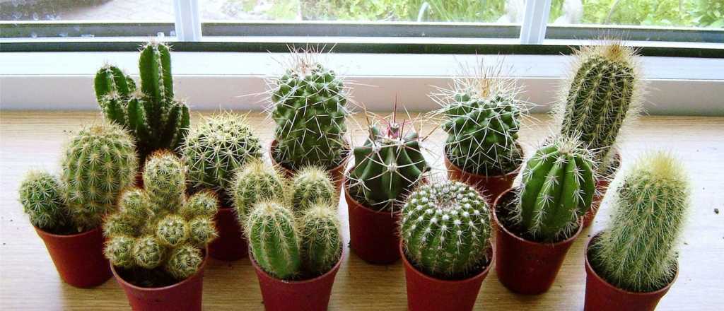 Los 3 lugares donde no recomiendan poner cactus en casa