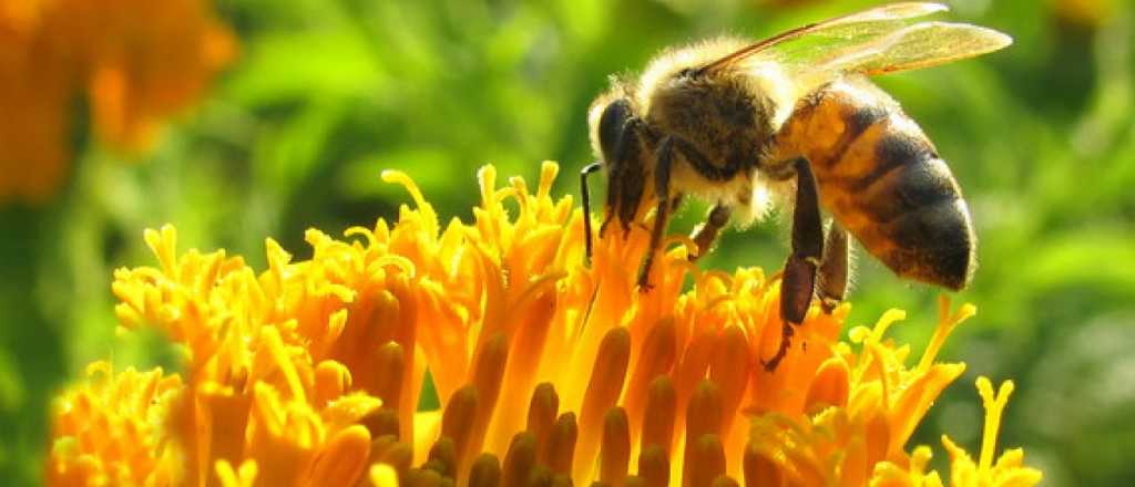 Desarrollan un superalimento que protege a las abejas 