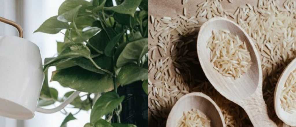 Infalible: el fertilizante casero con agua de arroz que salva tus plantas 