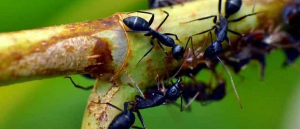 Tips: cómo eliminar las hormigas podadoras de tus árboles