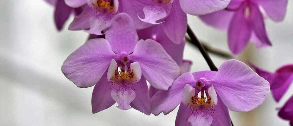 Cómo cuidar tus orquídeas para que luzcan espectaculares 