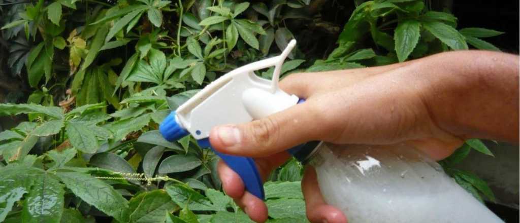 Vinagre en el jardín: los beneficios que trae usarlo en las plantas