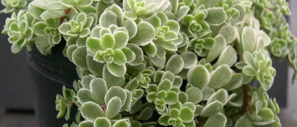 Suculentas: 4 tipos resistentes al sol directo