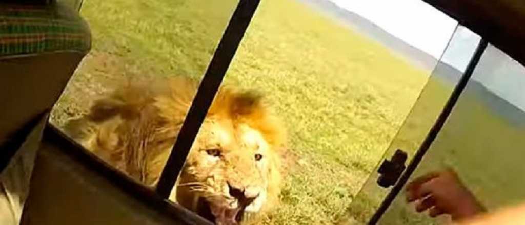 Video: intentó acariciar a un león y no le salio nada bien
