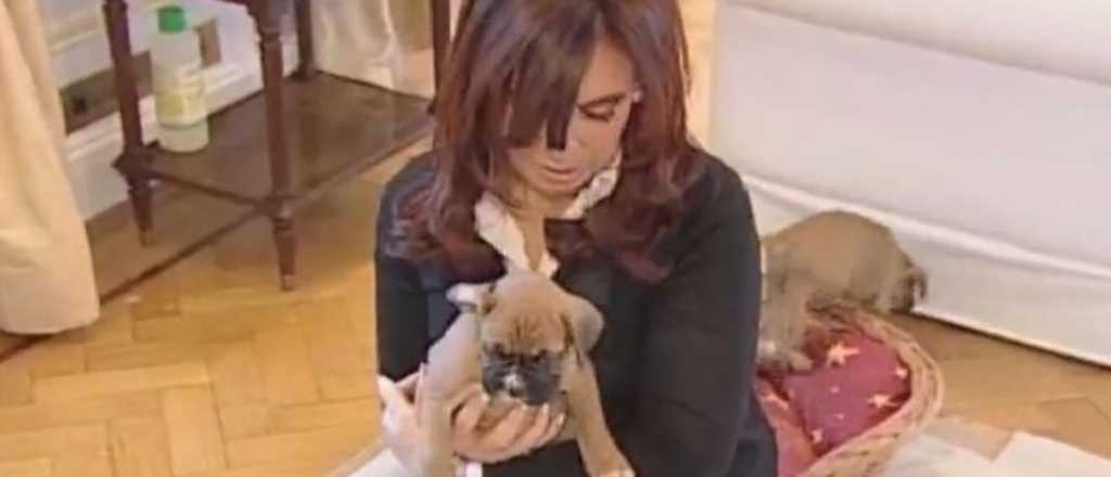 El video de Cristina con sus perros que se volvió viral