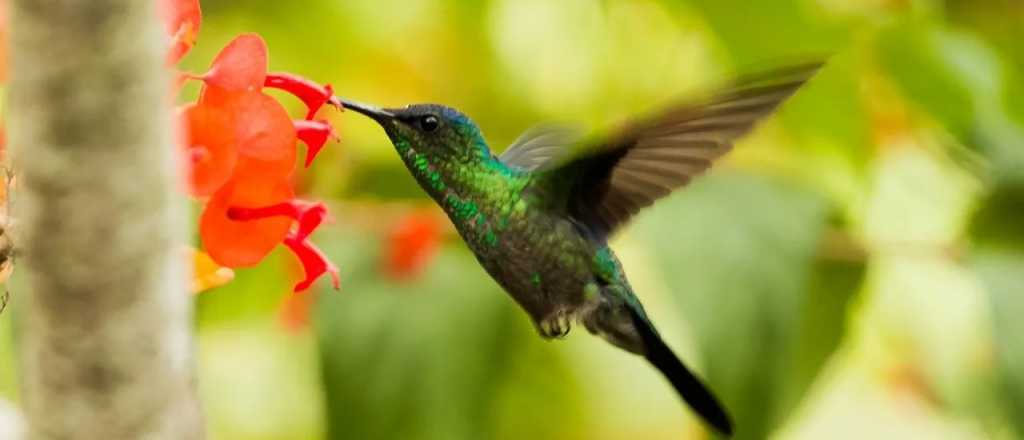 Estos son los significados de encontrar un colibrí en tu jardín