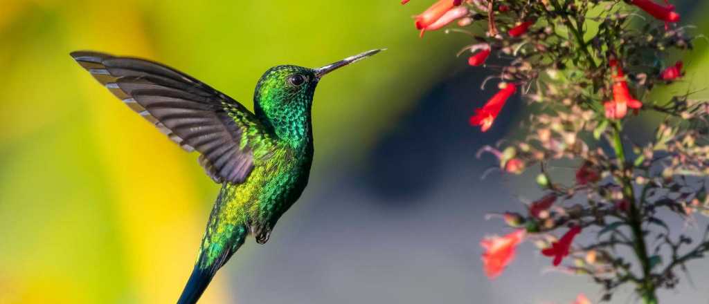 Atraé colibríes a tu jardín con esta receta sencilla de néctar casero